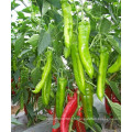 HP05 Sixian hybride F1 vert piment / graines de piment dans les graines de légumes